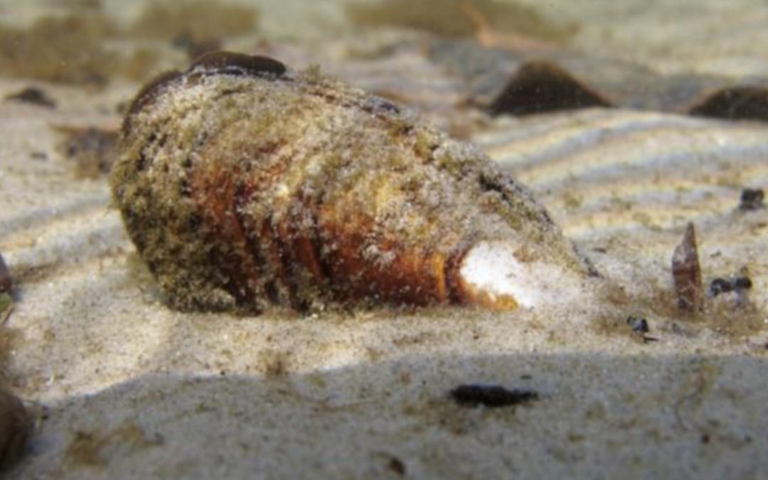 Cozze per la Depurazione del lago d’Orta