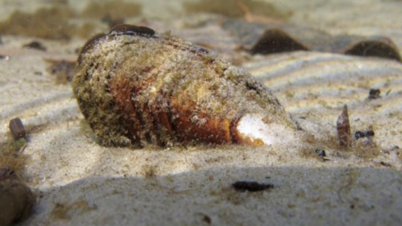 Cozze per la Depurazione del lago d'Orta